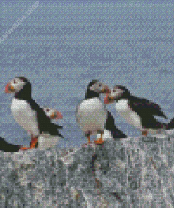 Puffins On Rocks Diamond Painting