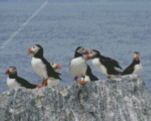 Puffins On Rocks Diamond Painting