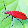 Red Beetle Diamond Painting