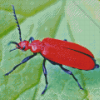 Red Beetle Diamond Painting