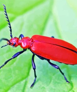 Red Beetle Diamond Painting