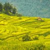 Rice Fields Diamond Painting