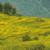 Rice Fields Diamond Painting