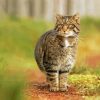 Scottish Wildcat Diamond Painting