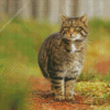 Scottish Wildcat Diamond Painting