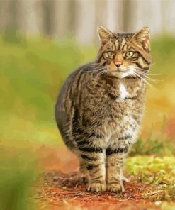 Scottish Wildcat Diamond Painting