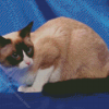 Snowshoe Cat Diamond Painting