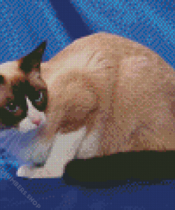 Snowshoe Cat Diamond Painting