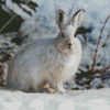 Snowshoe Hare Diamond Painting