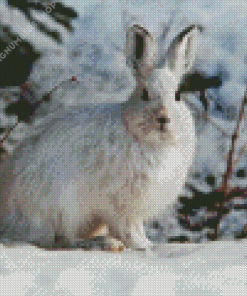 Snowshoe Hare Diamond Painting