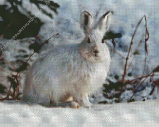 Snowshoe Hare Diamond Painting