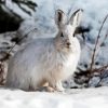 Snowshoe Hare Diamond Painting