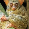 Tarsier Diamond Painting