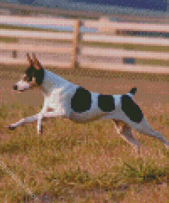 Toy Fox Terrier Diamond Painting