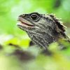 Tuatara Head Diamond Painting