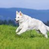 White Shepherd Diamond Painting