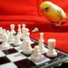 Yellow Bird Playing Chess Diamond Painting