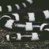 Black And White Snake Diamond Painting