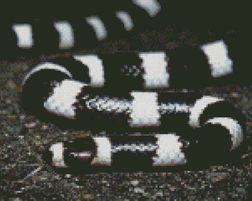 Black And White Snake Diamond Painting