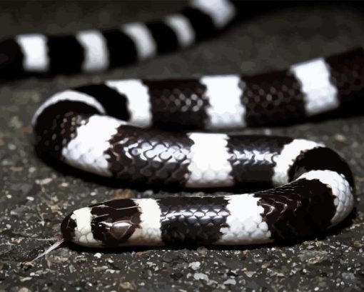 Black And White Snake Diamond Painting