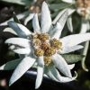 Edelweiss Flower Diamond Painting