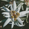 Edelweiss Flower Diamond Painting