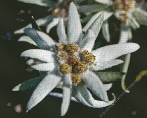 Edelweiss Flower Diamond Painting