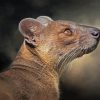 Fossa Animal Diamond Painting