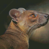 Fossa Animal Diamond Painting