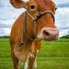 Guernsey Cow Diamond Painting