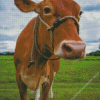 Guernsey Cow Diamond Painting