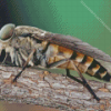 Horse Fly Diamond Painting