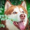 Red Husky Dog Diamond Painting