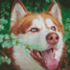 Red Husky Dog Diamond Painting