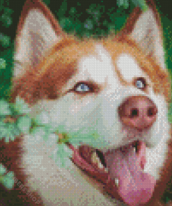 Red Husky Dog Diamond Painting