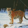 Siberian Tiger In Snow Diamond Painting