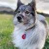 Swedish Vallhund Diamond Painting