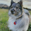 Swedish Vallhund Diamond Painting