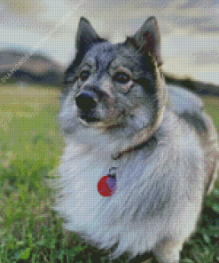 Swedish Vallhund Diamond Painting