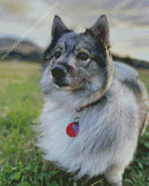 Swedish Vallhund Diamond Painting