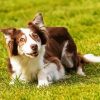 Welsh Sheepdog Diamond Painting