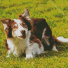 Welsh Sheepdog Diamond Painting