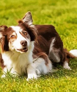 Welsh Sheepdog Diamond Painting