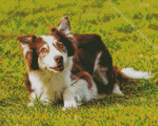 Welsh Sheepdog Diamond Painting