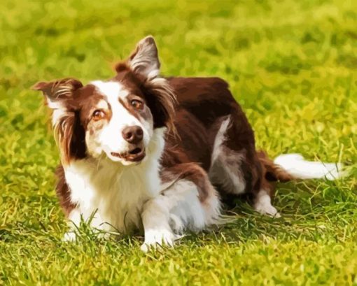 Welsh Sheepdog Diamond Painting