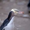 Yellow Eyed Penguin Diamond Painting