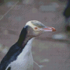 Yellow Eyed Penguin Diamond Painting