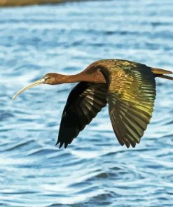 Flying Black Ibis Diamond Painting