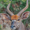 Nyala Diamond Painting