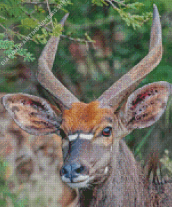 Nyala Diamond Painting